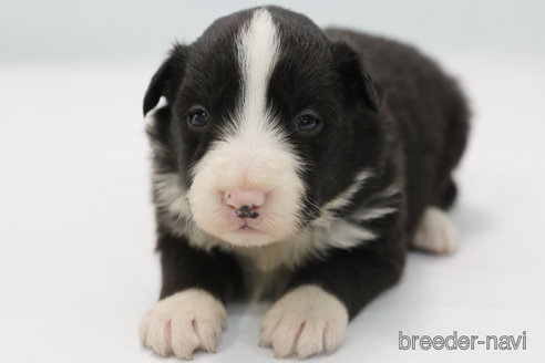 成約済の神奈川県のボーダーコリー-364973の3枚目